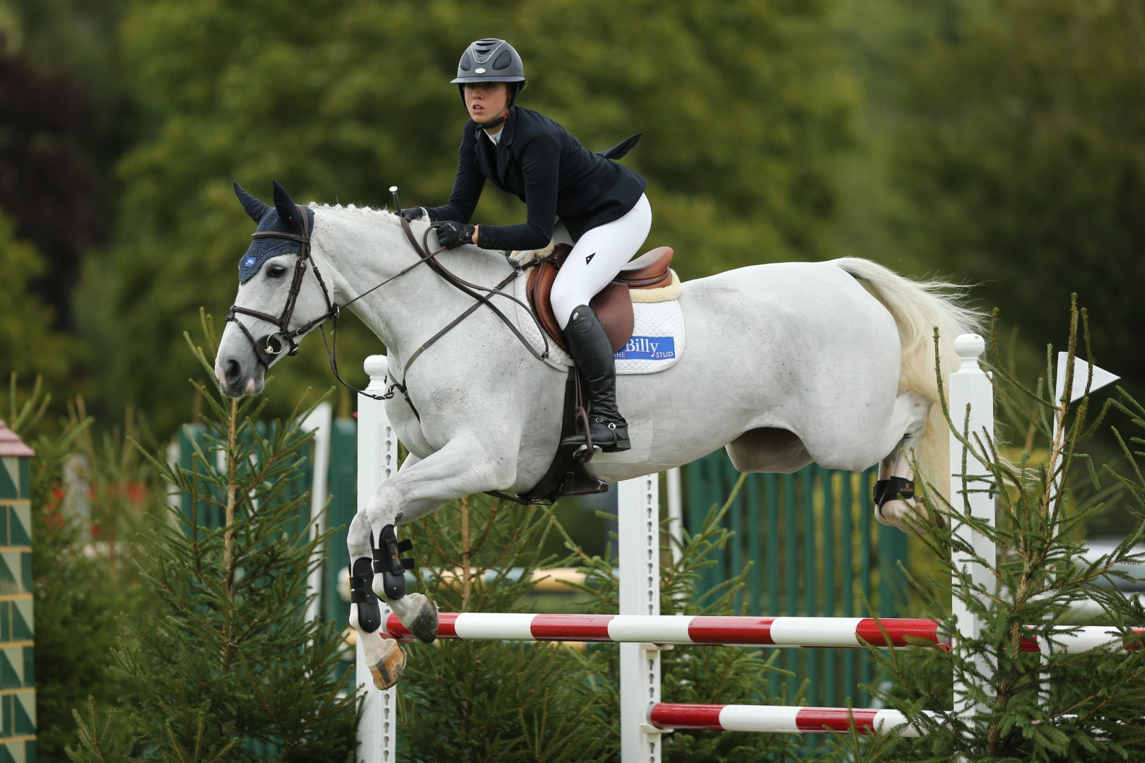 Al Shira'aa Five Year Old Championship