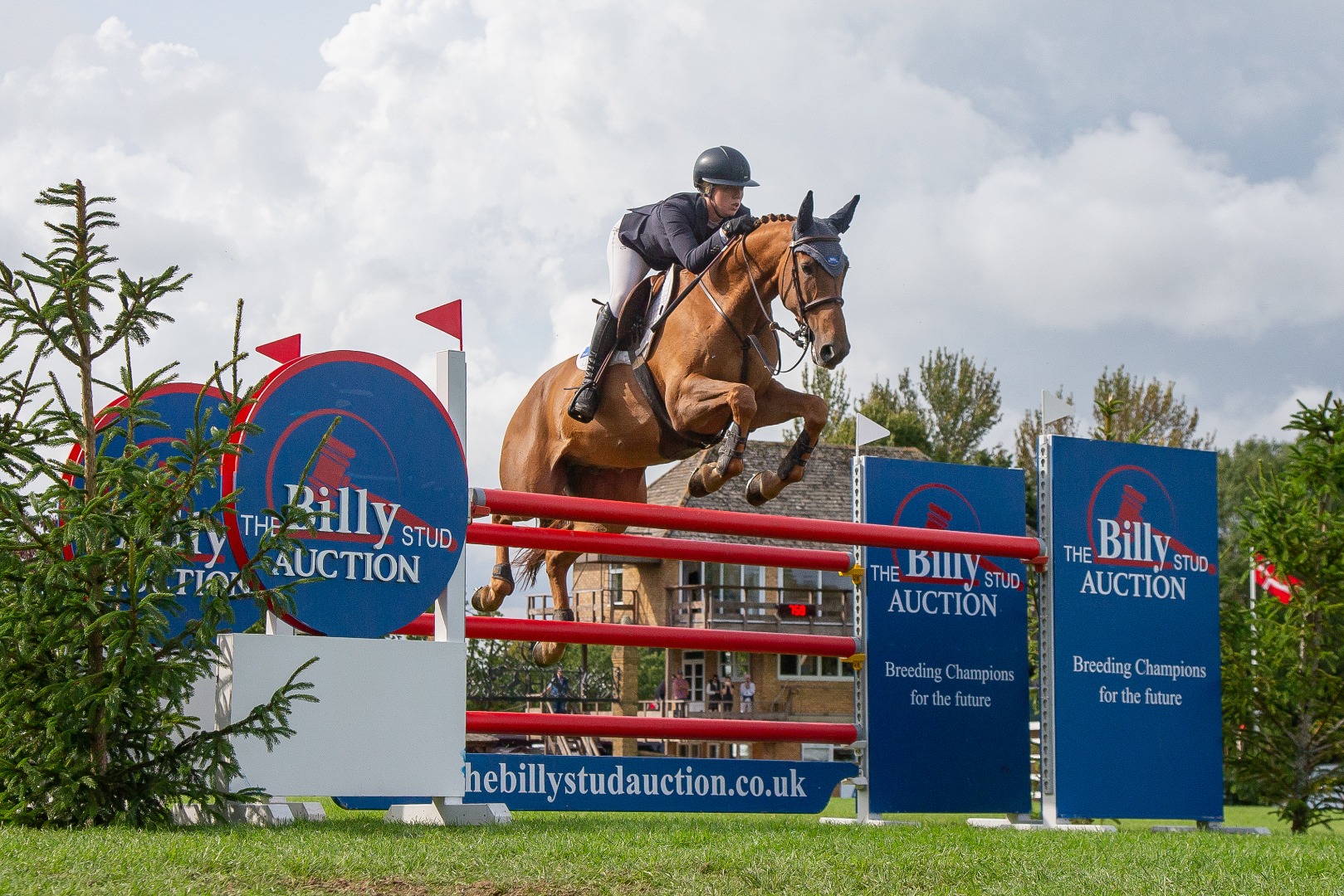Lottie Tutt & Billy Dynamite - The Billy Stud Auction 6 Year Old Star Of The Future