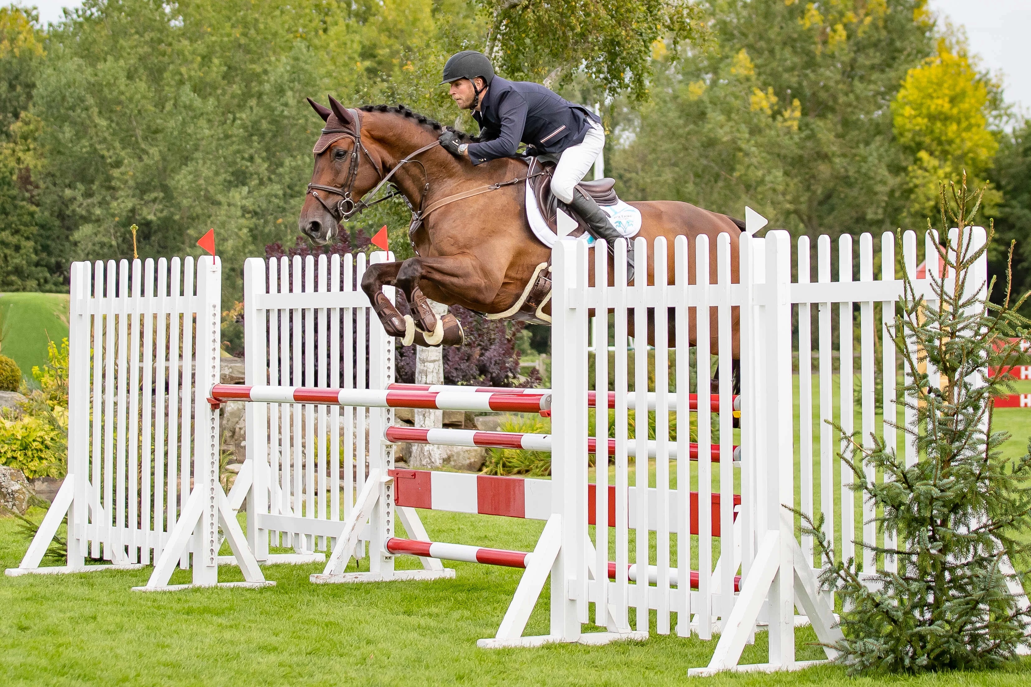  Billy Stud Auction 5 Year Old Star of the Future